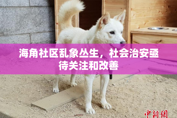 海角社区乱象丛生，社会治安亟待关注和改善