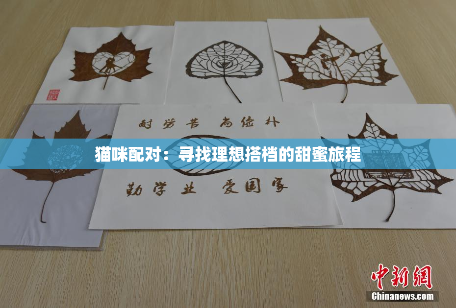 猫咪配对：寻找理想搭档的甜蜜旅程