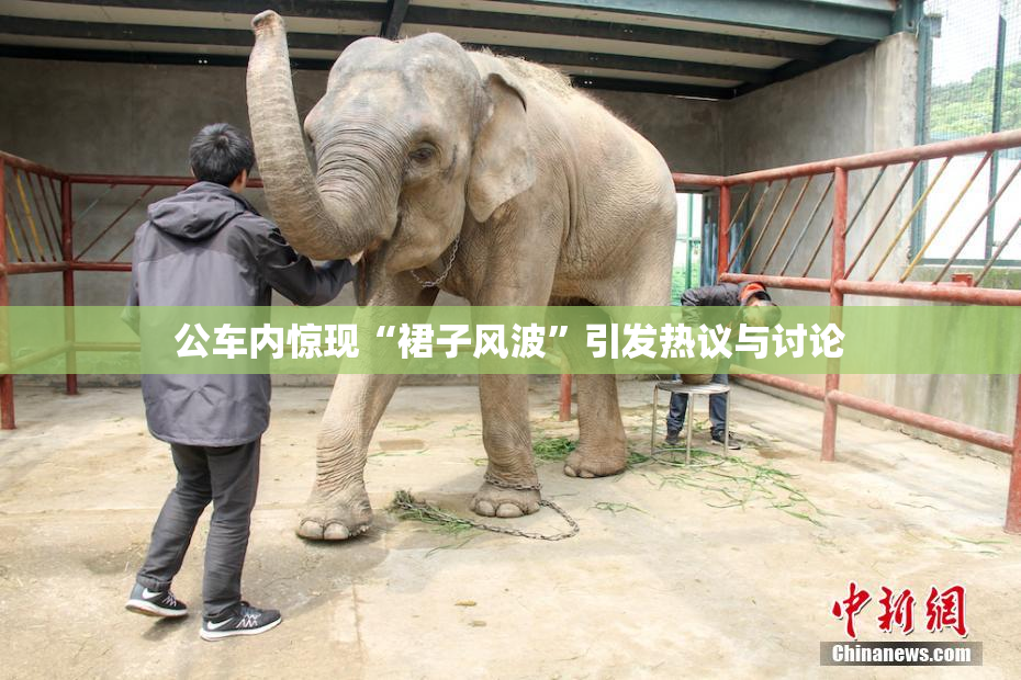 公车内惊现“裙子风波”引发热议与讨论
