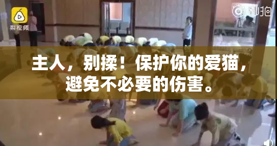 主人，别揉！保护你的爱猫，避免不必要的伤害。