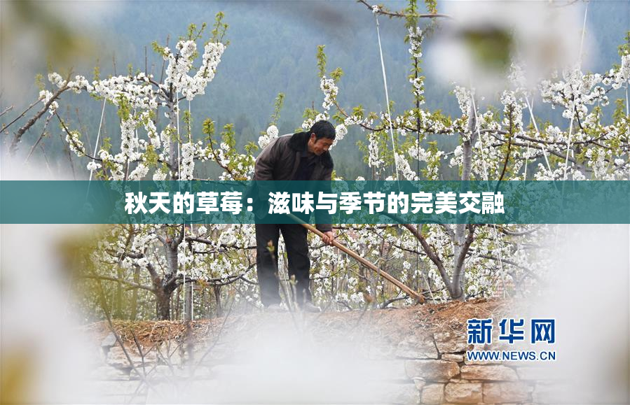 秋天的草莓：滋味与季节的完美交融