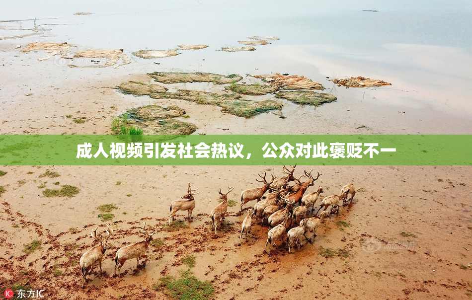 成人视频引发社会热议，公众对此褒贬不一
