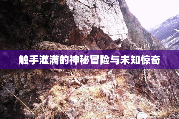 触手灌满的神秘冒险与未知惊奇