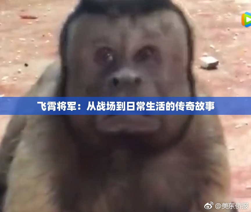 飞霄将军：从战场到日常生活的传奇故事