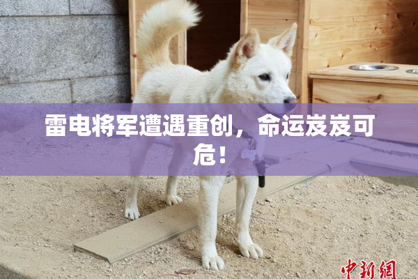 雷电将军遭遇重创，命运岌岌可危！