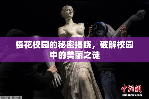 樱花校园的秘密揭晓，破解校园中的美丽之谜