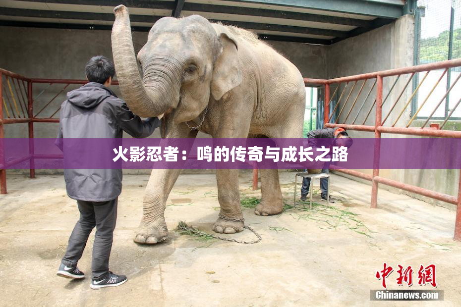 火影忍者：鸣的传奇与成长之路