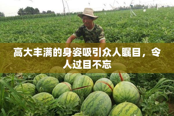 高大丰满的身姿吸引众人瞩目，令人过目不忘