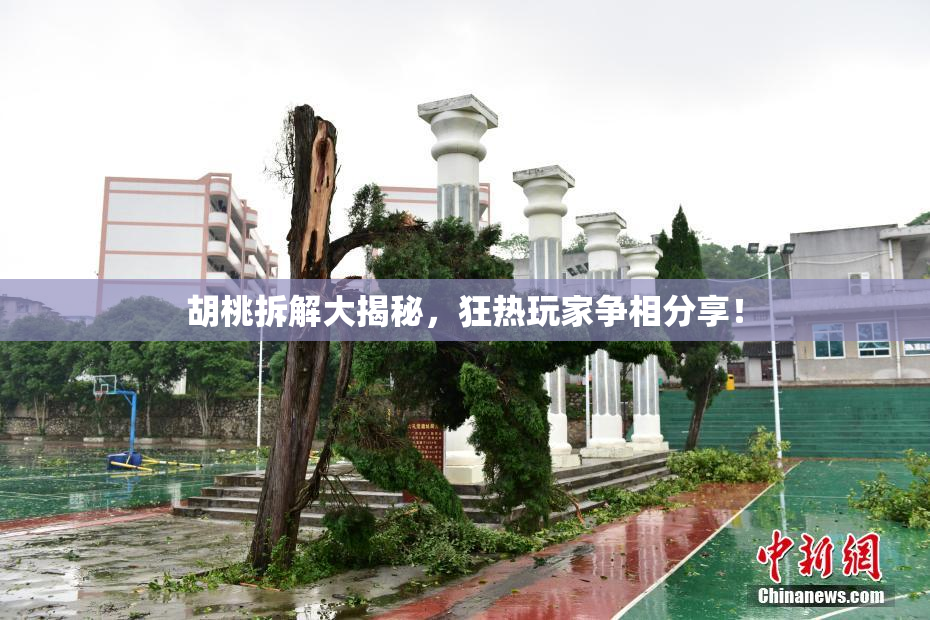 胡桃拆解大揭秘，狂热玩家争相分享！