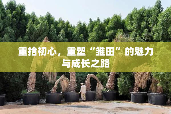 重拾初心，重塑“雏田”的魅力与成长之路