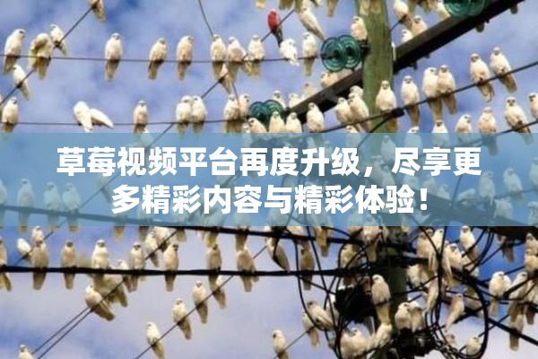 草莓视频平台再度升级，尽享更多精彩内容与精彩体验！