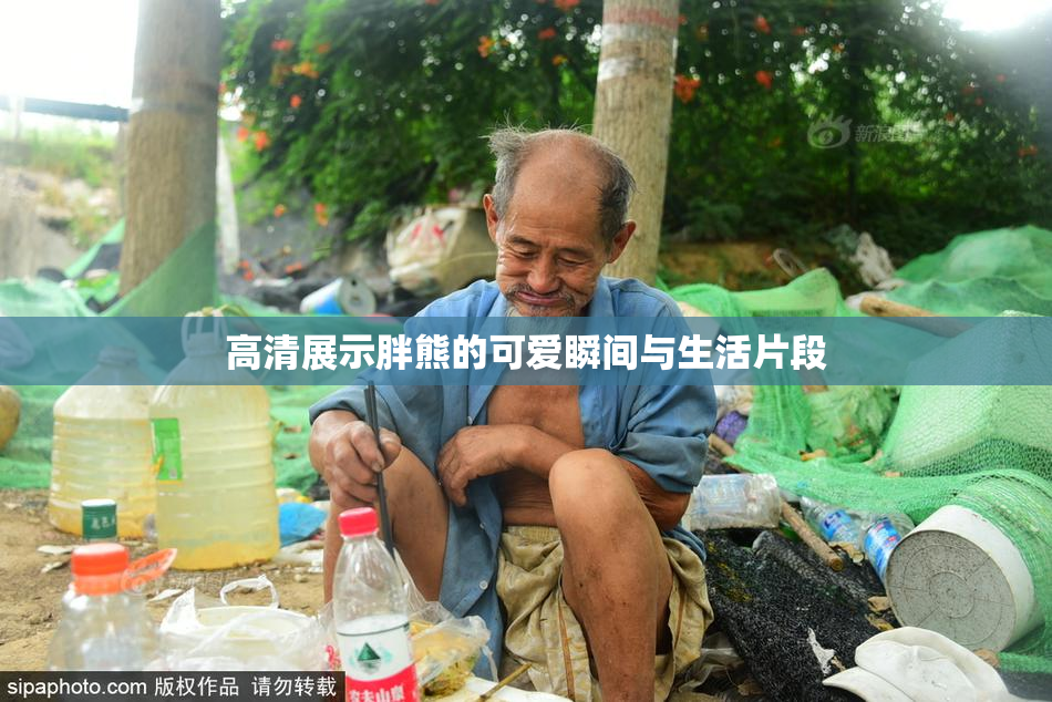 高清展示胖熊的可爱瞬间与生活片段