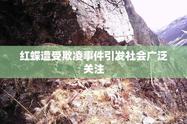 红蝶遭受欺凌事件引发社会广泛关注