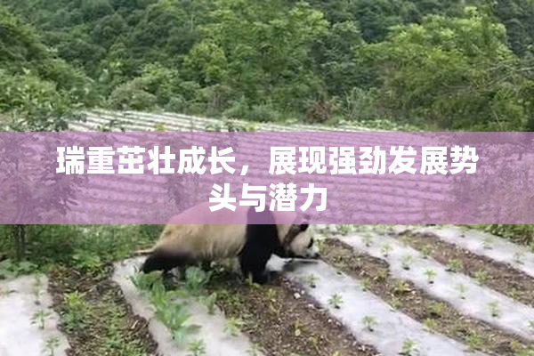 瑞重茁壮成长，展现强劲发展势头与潜力