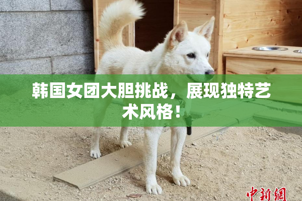 韩国女团大胆挑战，展现独特艺术风格！