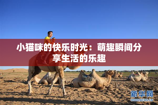 小猫咪的快乐时光：萌趣瞬间分享生活的乐趣