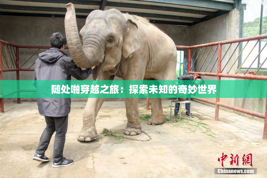 随处啪穿越之旅：探索未知的奇妙世界