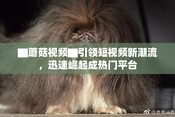 ▇蘑菇视频▇引领短视频新潮流，迅速崛起成热门平台