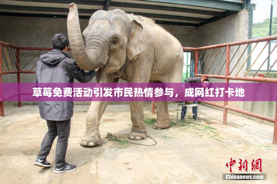 草莓免费活动引发市民热情参与，成网红打卡地