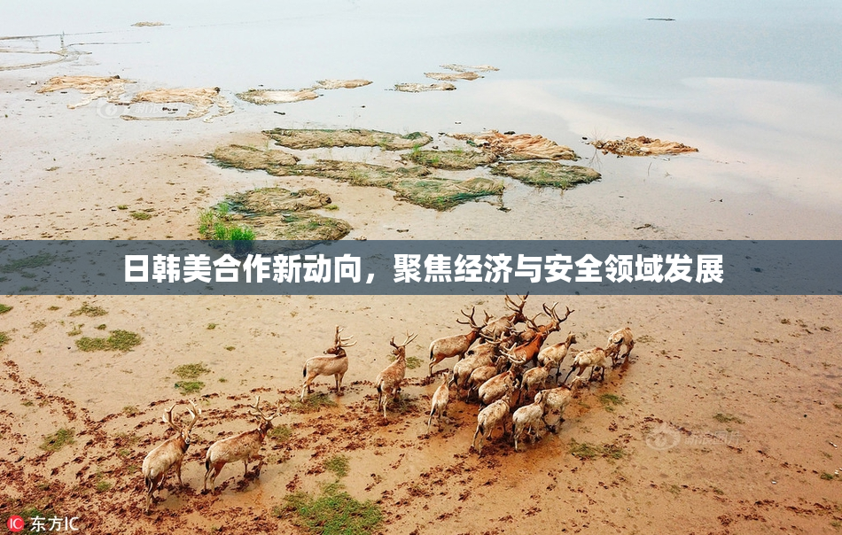 日韩美合作新动向，聚焦经济与安全领域发展