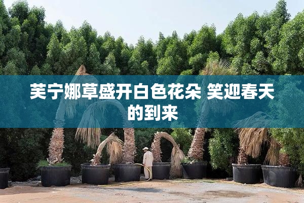 芙宁娜草盛开白色花朵 笑迎春天的到来