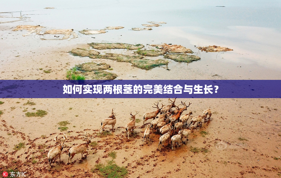 如何实现两根茎的完美结合与生长？