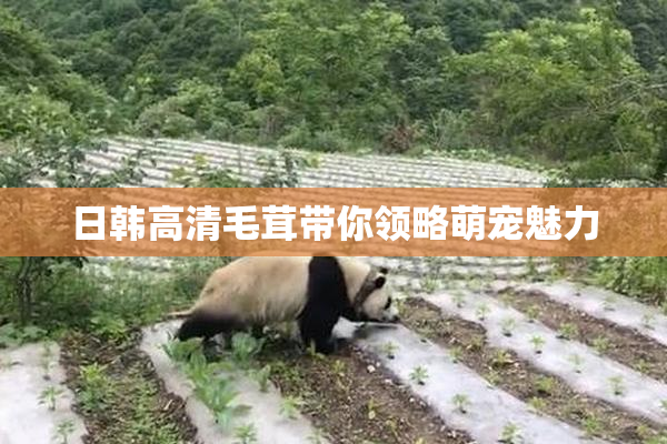 日韩高清毛茸带你领略萌宠魅力
