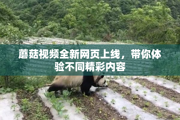 蘑菇视频全新网页上线，带你体验不同精彩内容