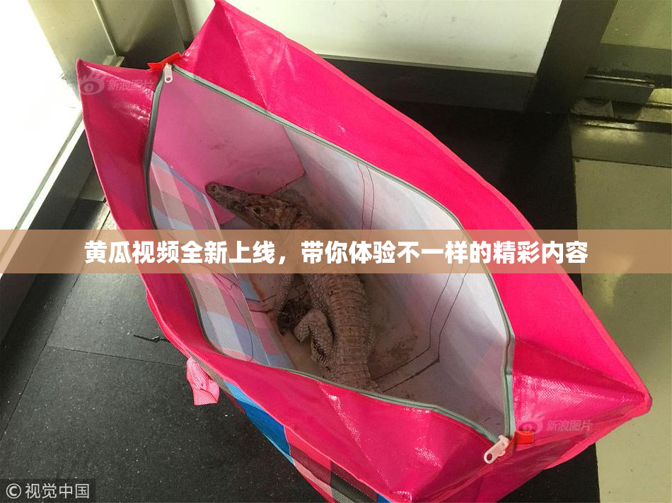 黄瓜视频全新上线，带你体验不一样的精彩内容