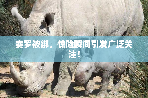 赛罗被绑，惊险瞬间引发广泛关注！
