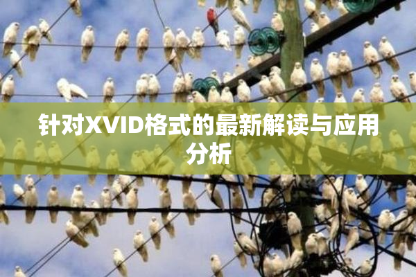 针对XVID格式的最新解读与应用分析