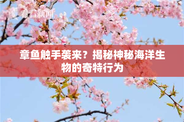 章鱼触手袭来？揭秘神秘海洋生物的奇特行为