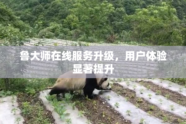 鲁大师在线服务升级，用户体验显著提升