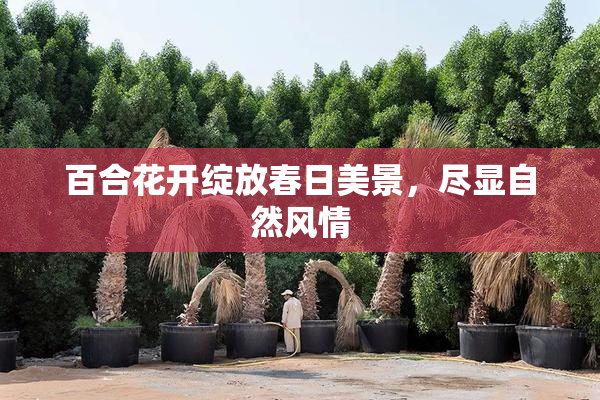 百合花开绽放春日美景，尽显自然风情