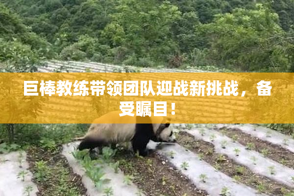 巨棒教练带领团队迎战新挑战，备受瞩目！