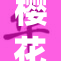 樱花盛开，春天的美丽邀请您来感受