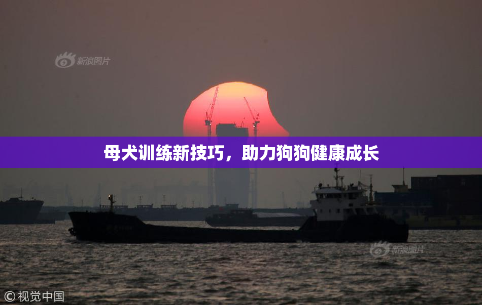 母犬训练新技巧，助力狗狗健康成长