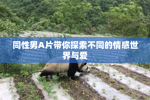 同性男A片带你探索不同的情感世界与爱