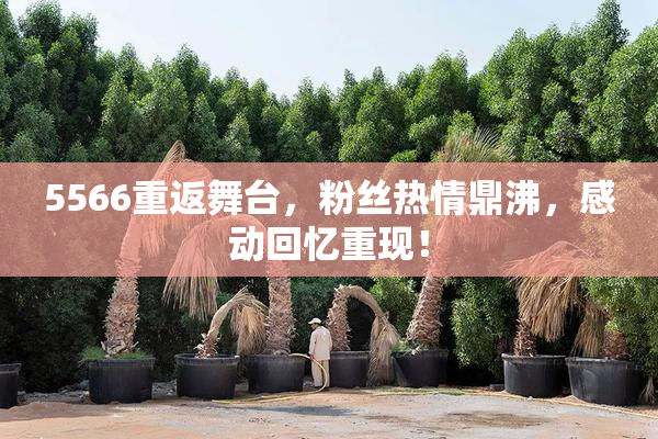 5566重返舞台，粉丝热情鼎沸，感动回忆重现！