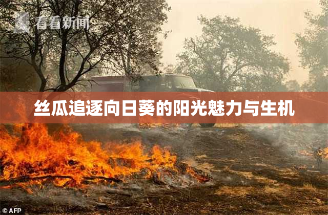 丝瓜追逐向日葵的阳光魅力与生机