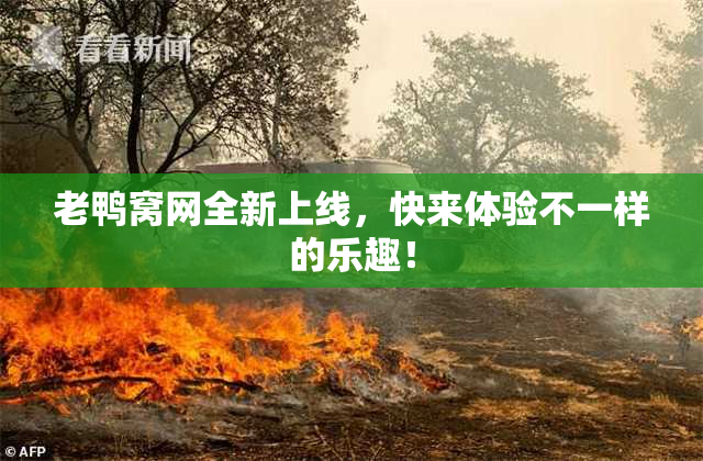 老鸭窝网全新上线，快来体验不一样的乐趣！