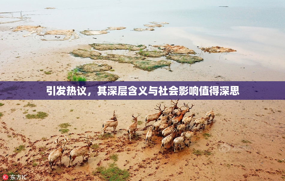 引发热议，其深层含义与社会影响值得深思