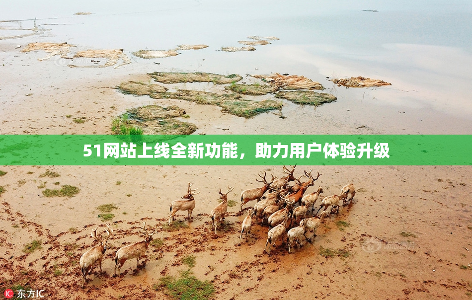51网站上线全新功能，助力用户体验升级