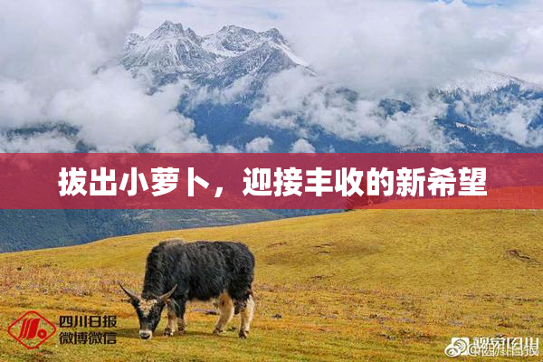 拔出小萝卜，迎接丰收的新希望