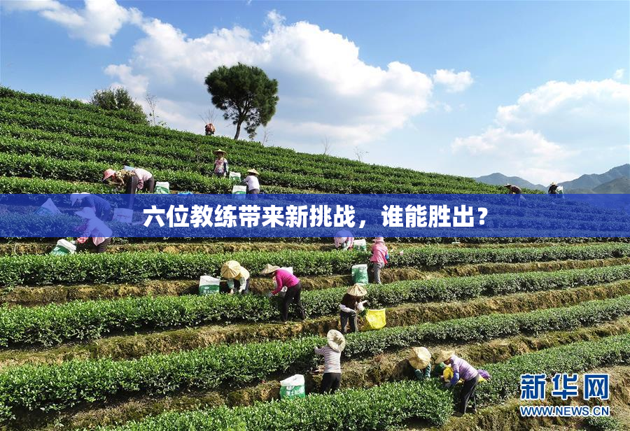 六位教练带来新挑战，谁能胜出？