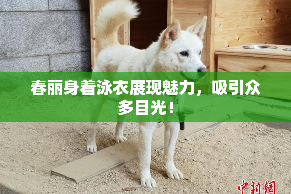春丽身着泳衣展现魅力，吸引众多目光！