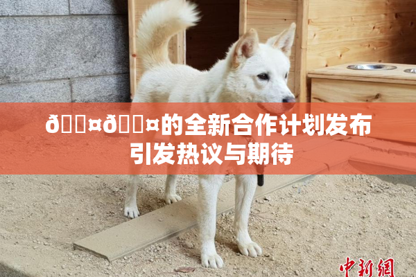 🐤🐤的全新合作计划发布 引发热议与期待