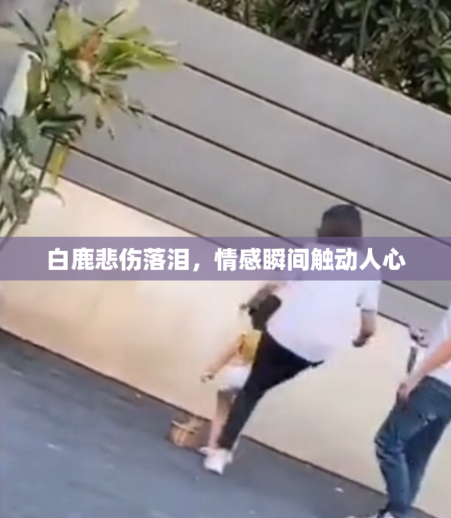 白鹿悲伤落泪，情感瞬间触动人心