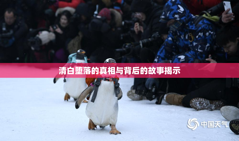 清白堕落的真相与背后的故事揭示