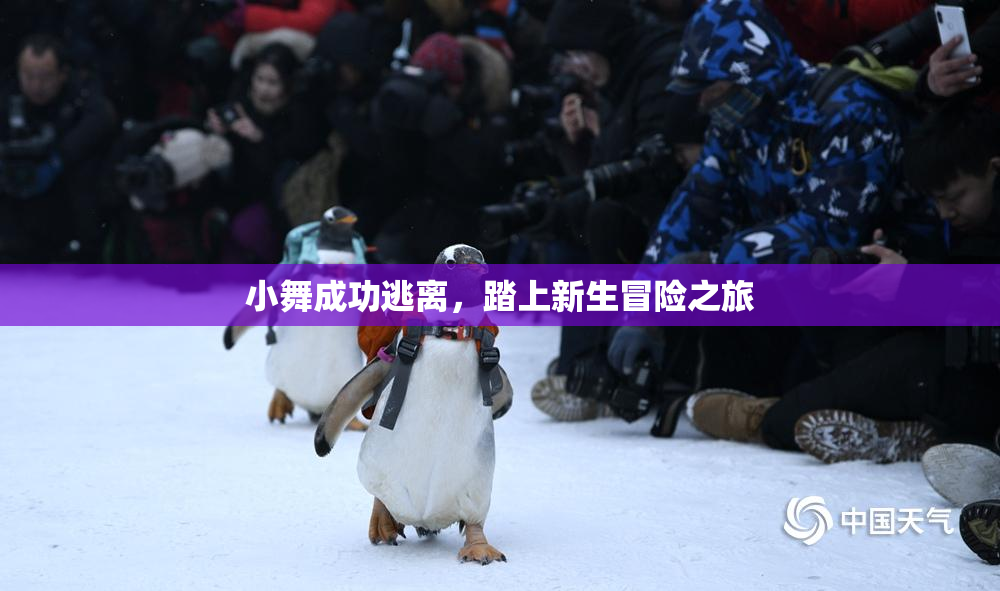 小舞成功逃离，踏上新生冒险之旅